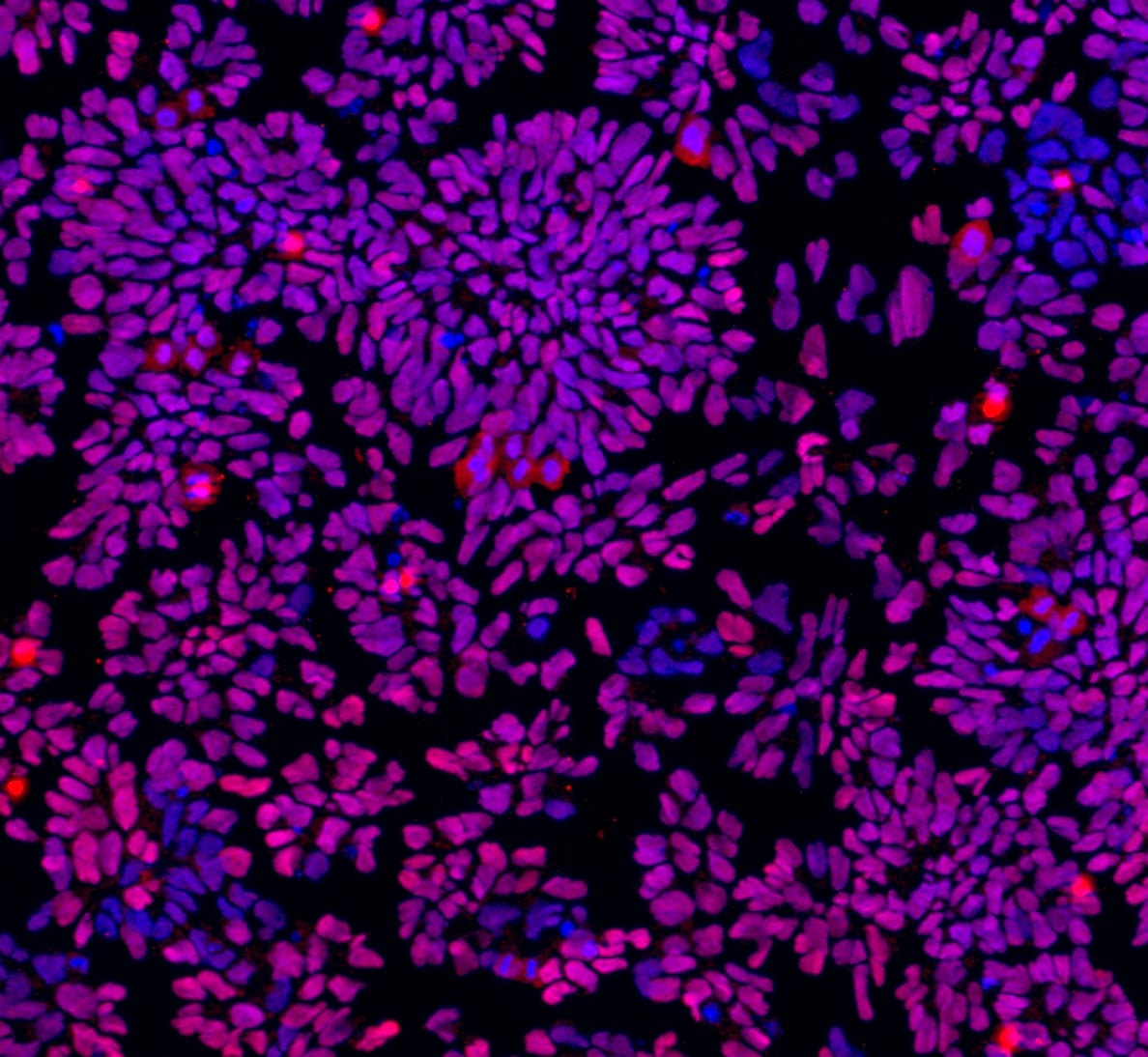 Human Otx2 Antibody AF1979