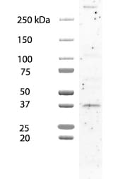 Human Otx2 Antibody AF1979