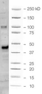 Human Otx2 Antibody AF1979