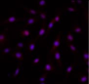 Human Nanog Antibody AF1997