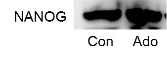 Human Nanog Antibody AF1997