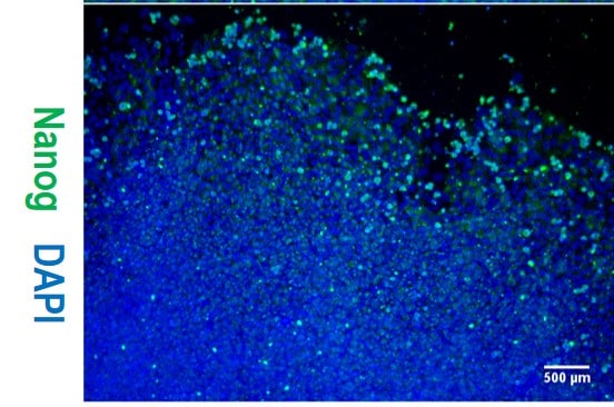 Human Nanog Antibody AF1997