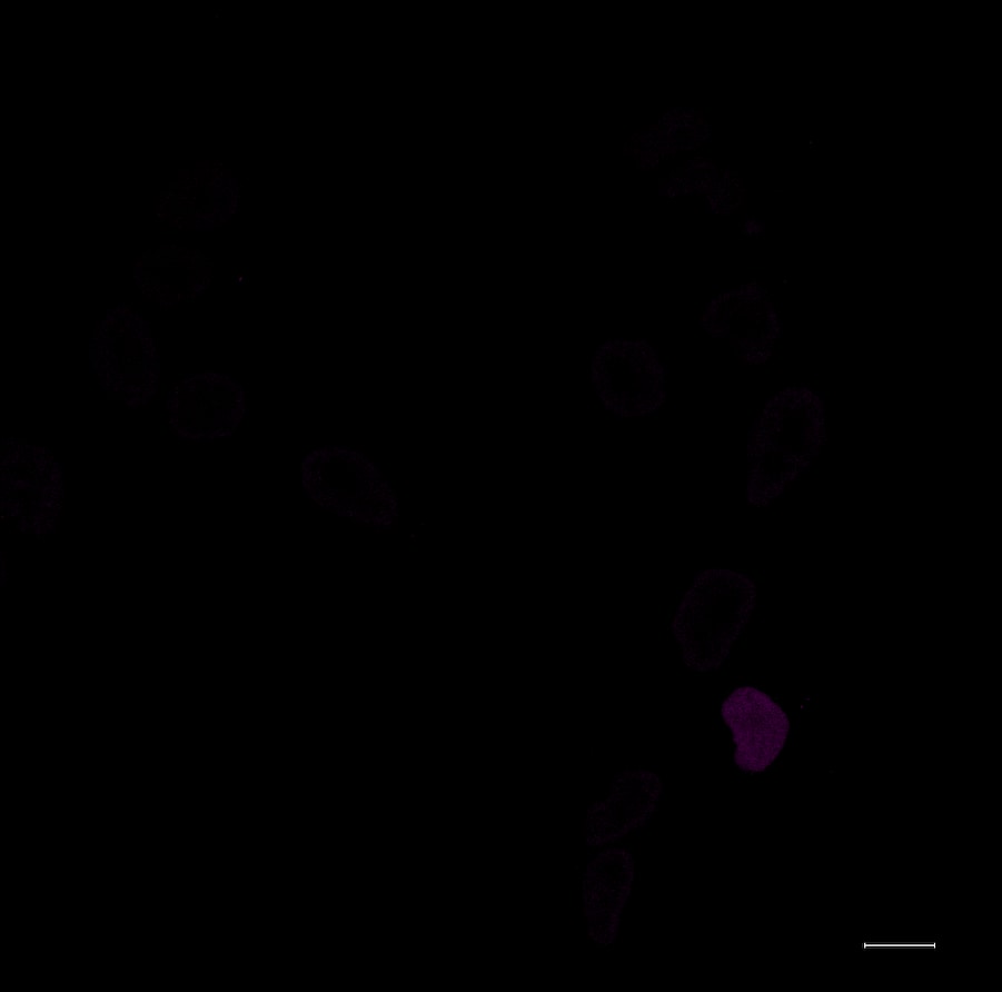 Human Nanog Antibody AF1997