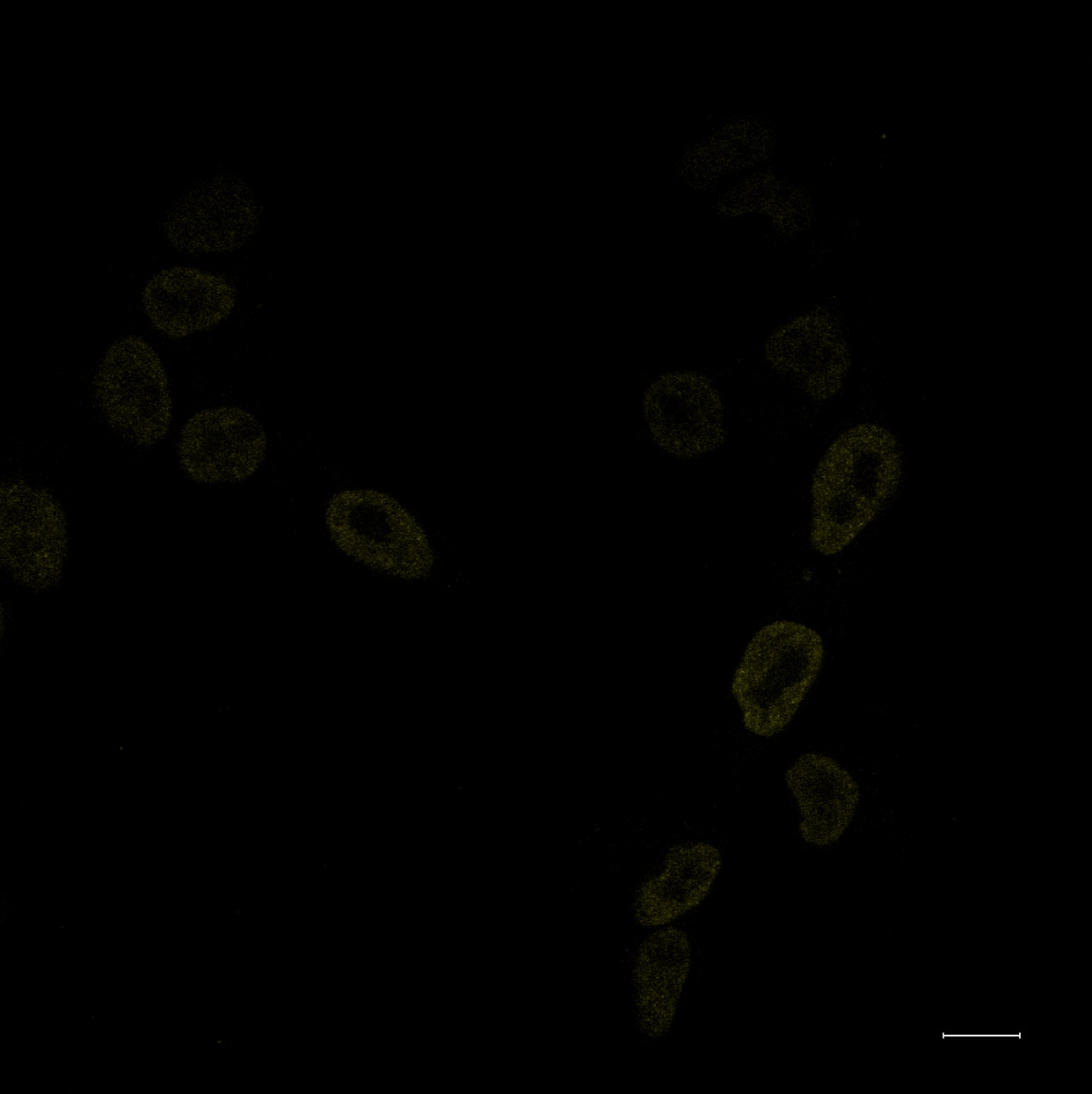 Human Nanog Antibody AF1997