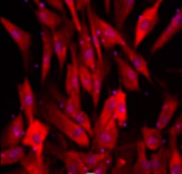 Human/Mouse/Rat SOX2 Antibody AF2018