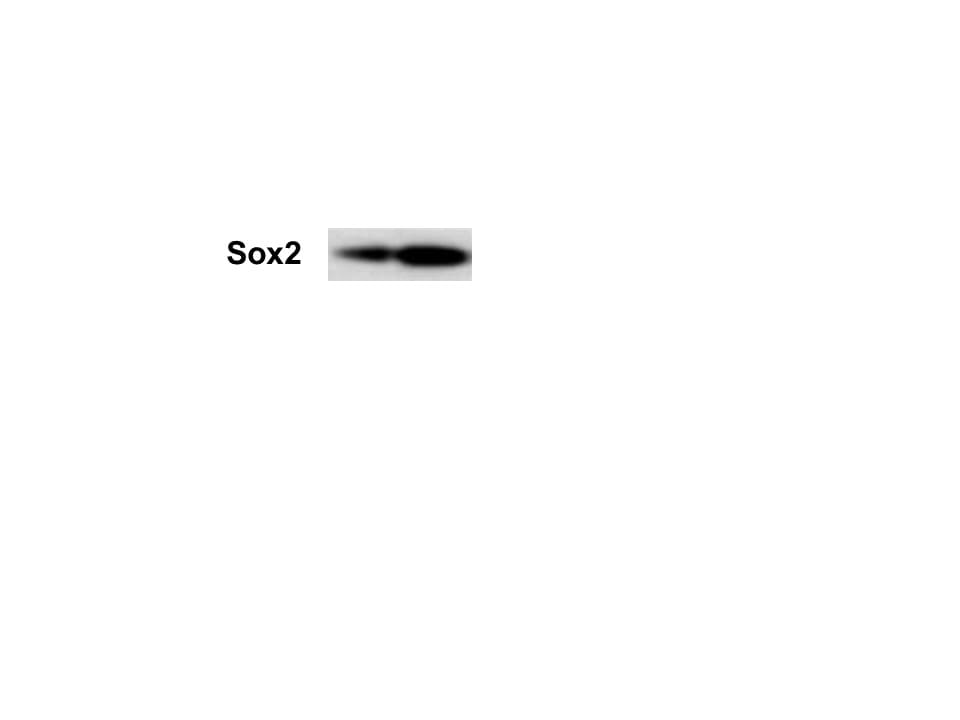 Human/Mouse/Rat SOX2 Antibody AF2018