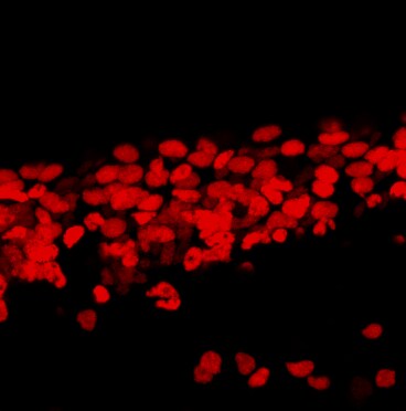 Human/Mouse/Rat SOX2 Antibody AF2018