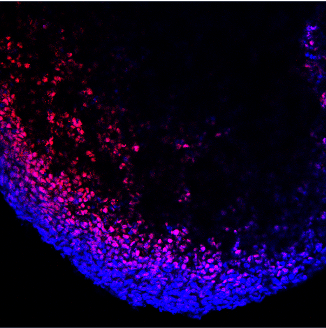 Human/Mouse/Rat SOX2 Antibody AF2018