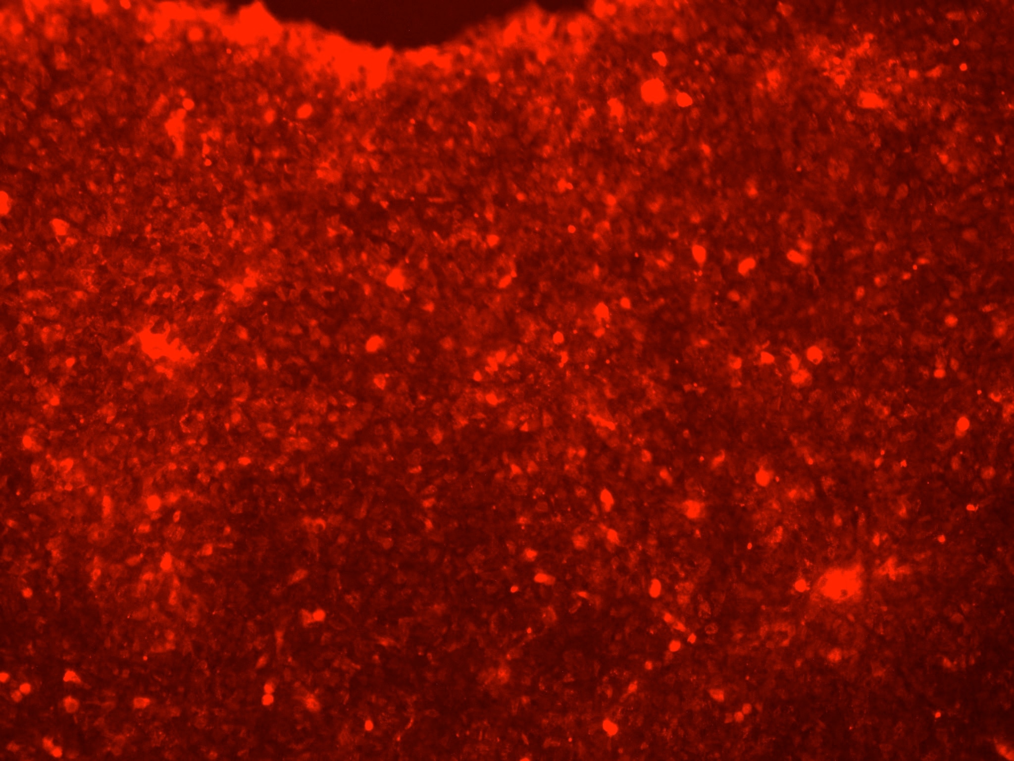 Human/Mouse/Rat SOX2 Antibody AF2018