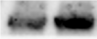 Human/Mouse/Rat SOX2 Antibody AF2018