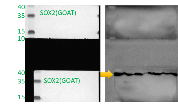 Human/Mouse/Rat SOX2 Antibody AF2018