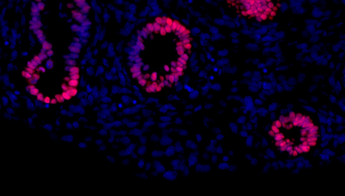 Human/Mouse/Rat SOX2 Antibody AF2018