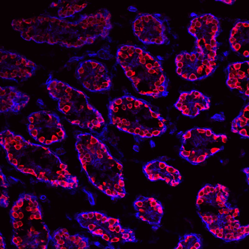 Human VASA Antibody AF2030