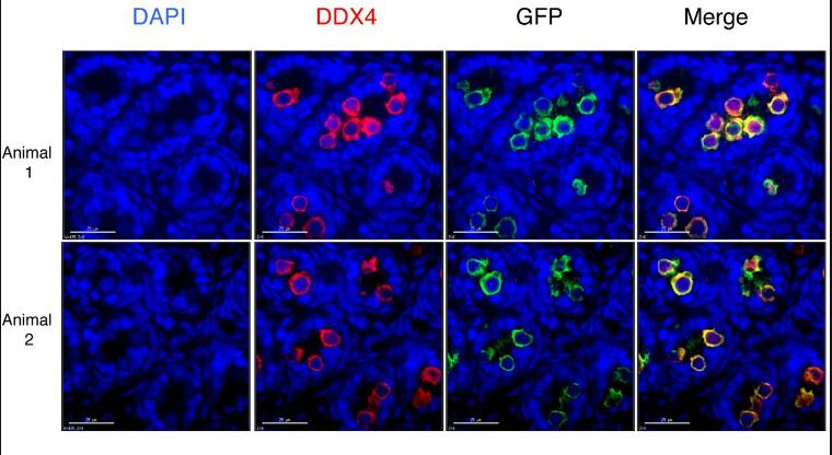 Human VASA Antibody AF2030