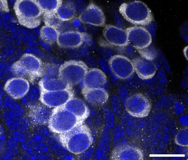 Human VASA Antibody AF2030