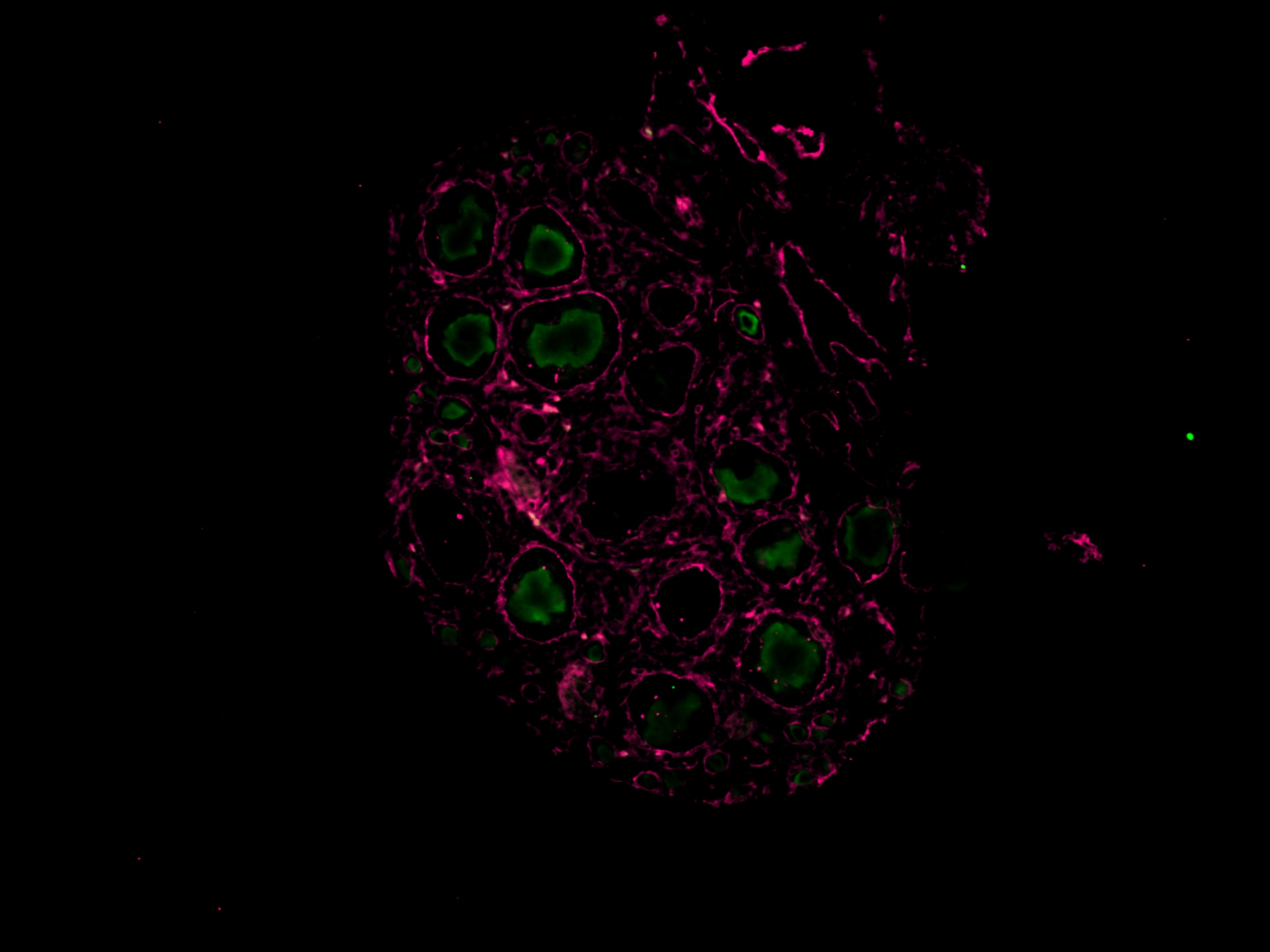 Human VASA Antibody AF2030