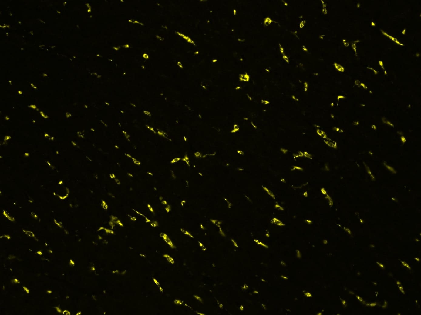 Human CD68/SR‑D1 Antibody AF2040