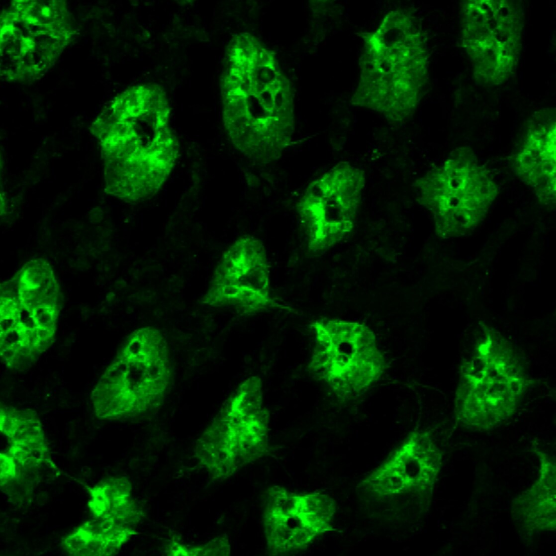Human Galectin‑9 Antibody AF2045