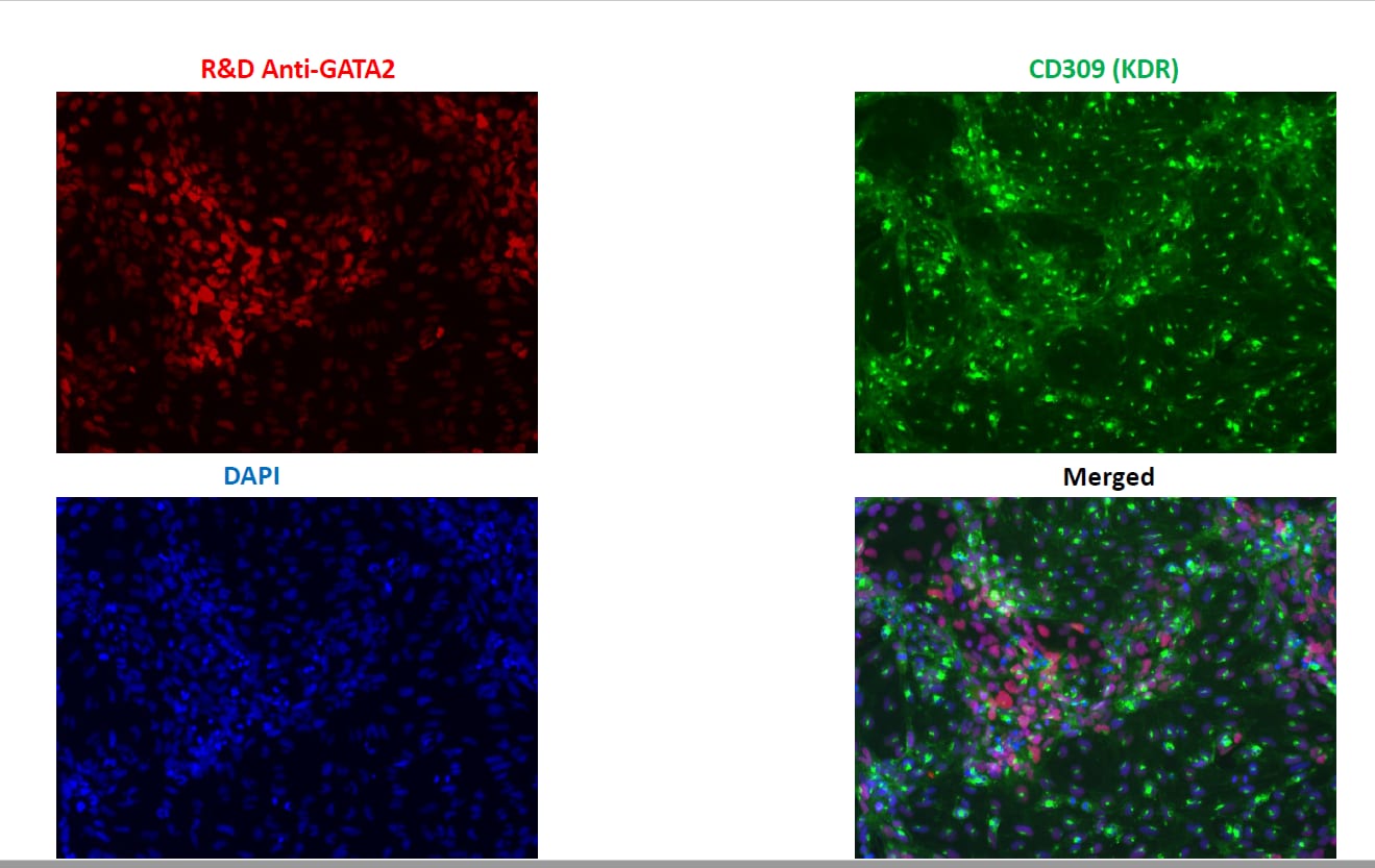 Human/Mouse GATA‑2 Antibody AF2046
