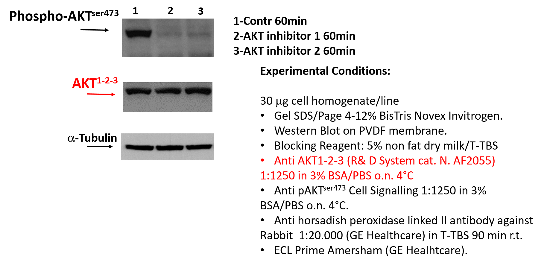 Human Akt Pan Specific Antibody AF2055
