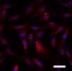 Human Complement Component C1s Antibody AF2060