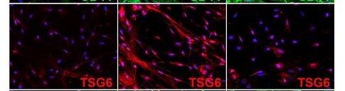 Human TSG‑6 Antibody AF2104