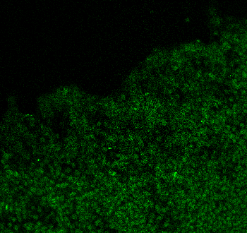 Human/Mouse/Rat Vimentin Antibody AF2105