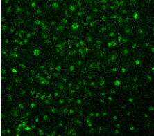 Human/Mouse/Rat Vimentin Antibody AF2105