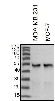 Human/Mouse/Rat Vimentin Antibody AF2105