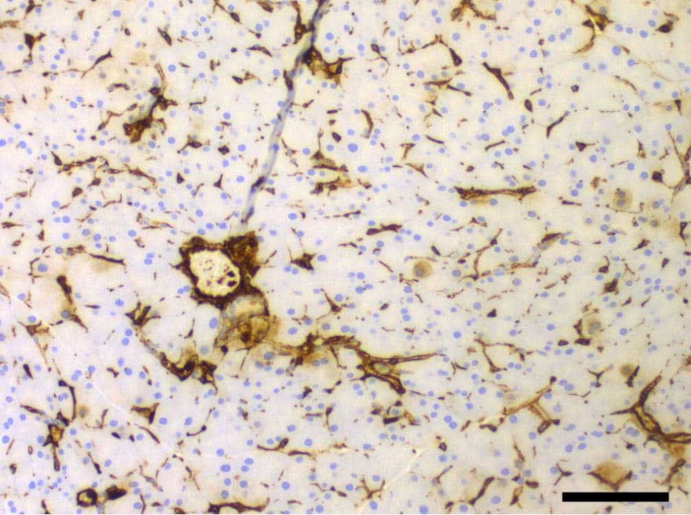 Human/Mouse/Rat Vimentin Antibody AF2105