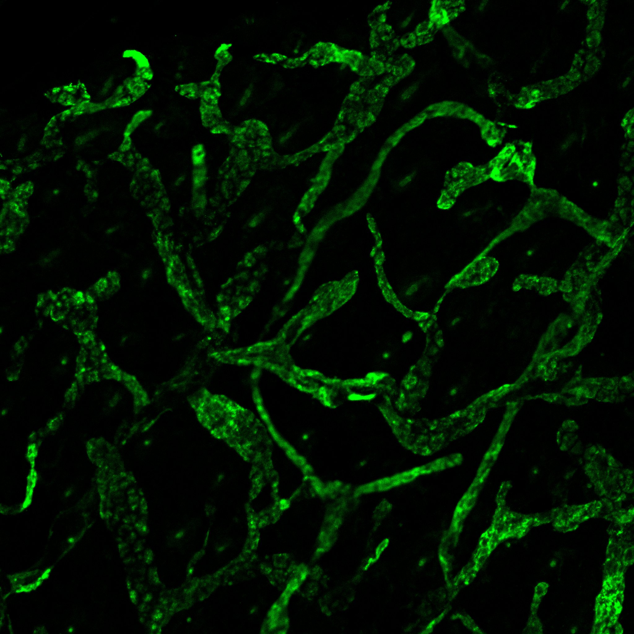 Mouse LYVE‑1 Antibody AF2125
