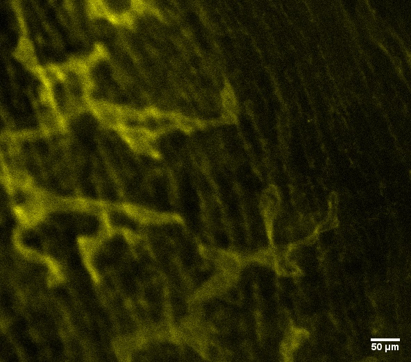 Mouse LYVE‑1 Antibody AF2125