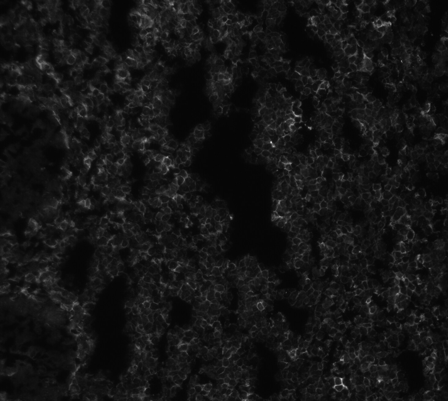 Human Siglec‑10 Antibody AF2130