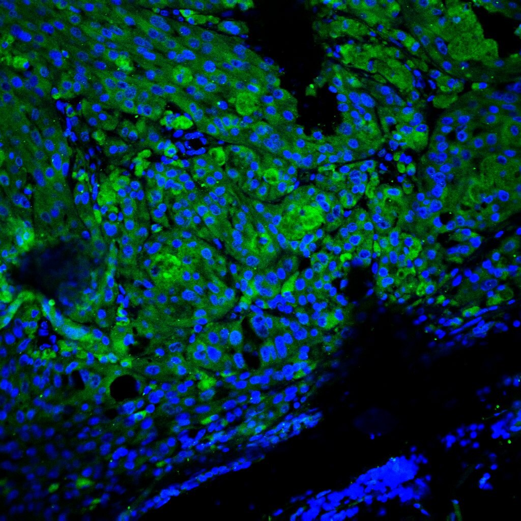 Human Siglec‑10 Antibody AF2130