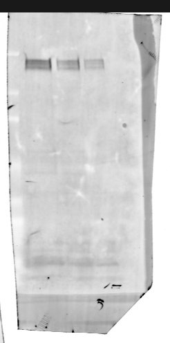 Mouse CHL‑1/L1CAM‑2 Antibody AF2147
