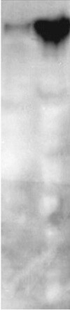 Mouse CHL‑1/L1CAM‑2 Antibody AF2147
