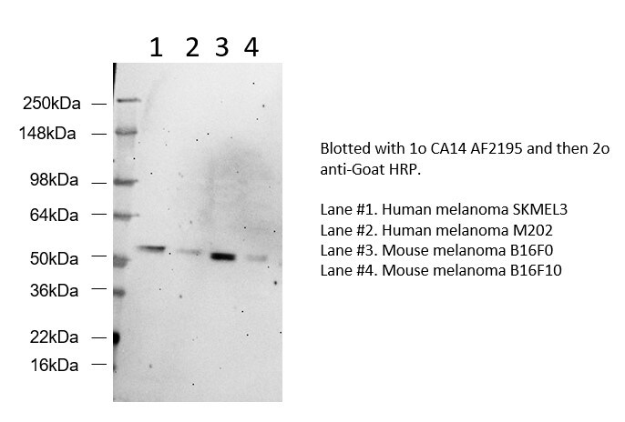 Human/Mouse Carbonic Anhydrase XIV/CA14 Antibody AF2195