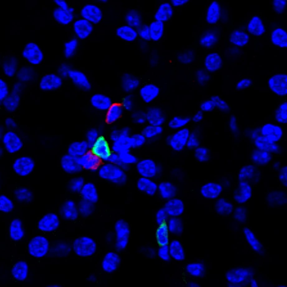 Mouse NKp46/NCR1 Antibody AF2225