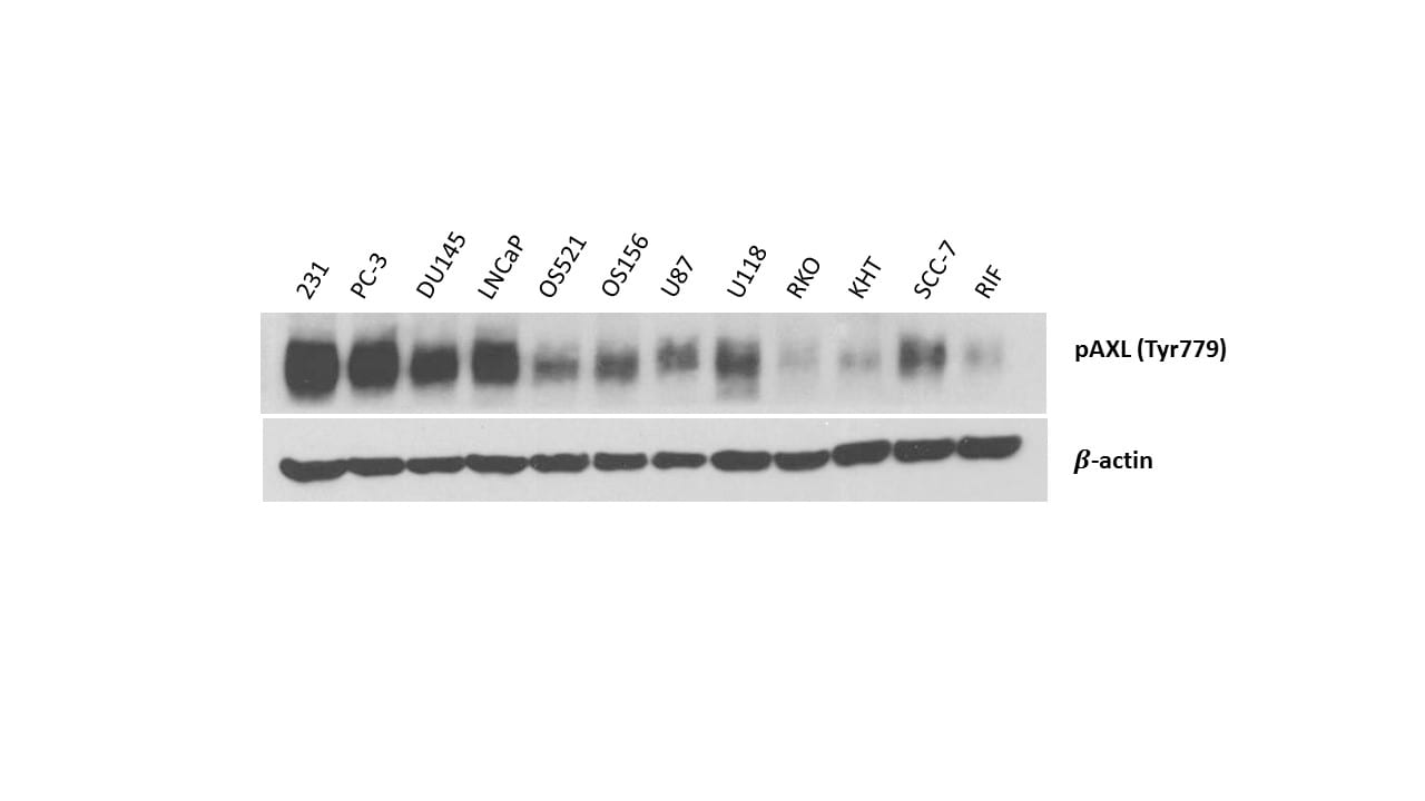 Human Phospho-Axl (Y779) Antibody AF2228