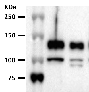 Human Phospho-Axl (Y779) Antibody AF2228