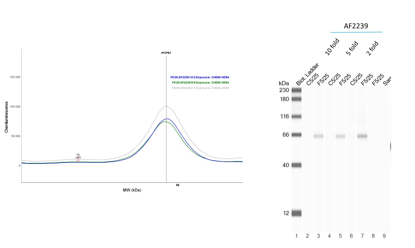 Mouse PCPE‑1 Antibody AF2239