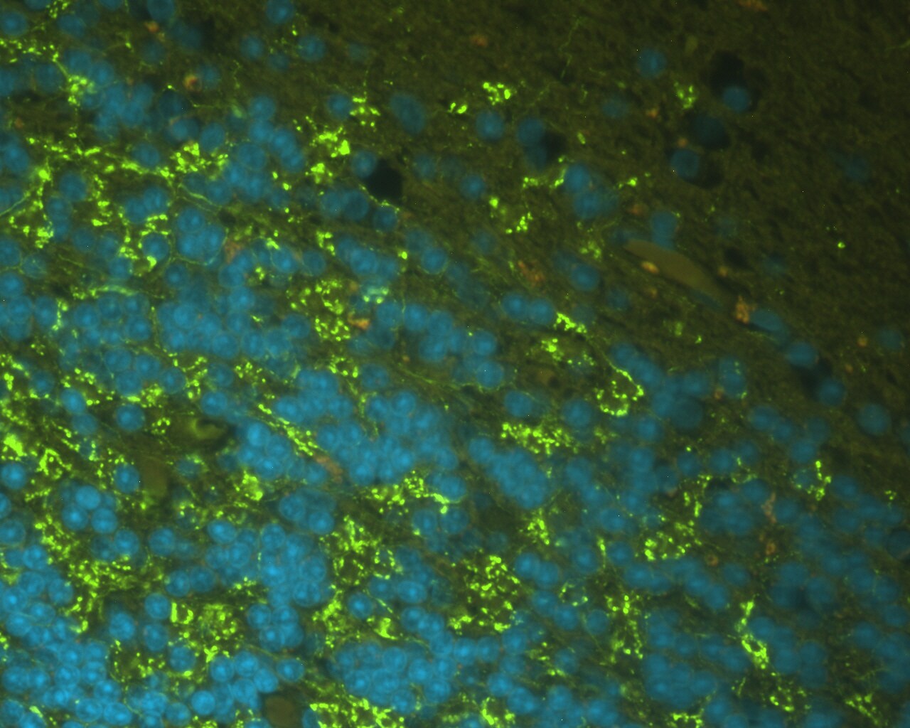 Human GAD2/GAD65 Antibody AF2247