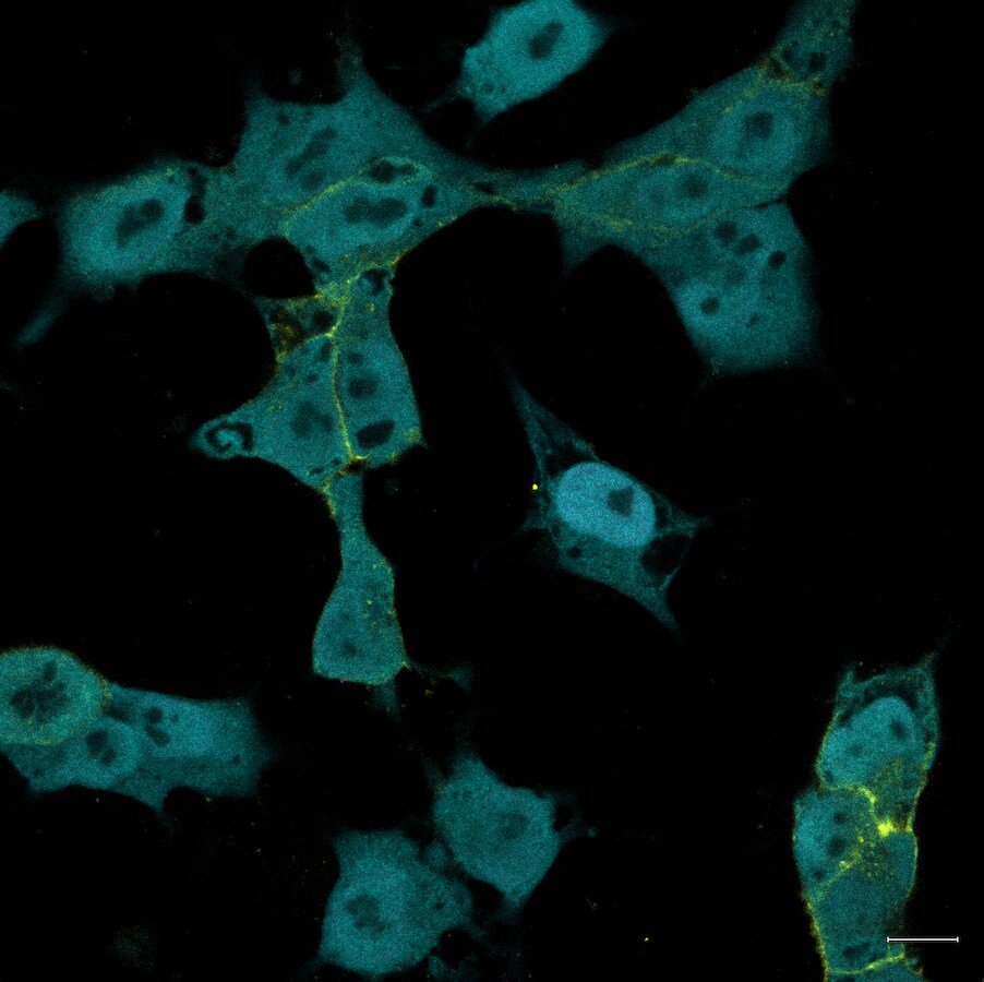 Human Smad5 Antibody AF2250