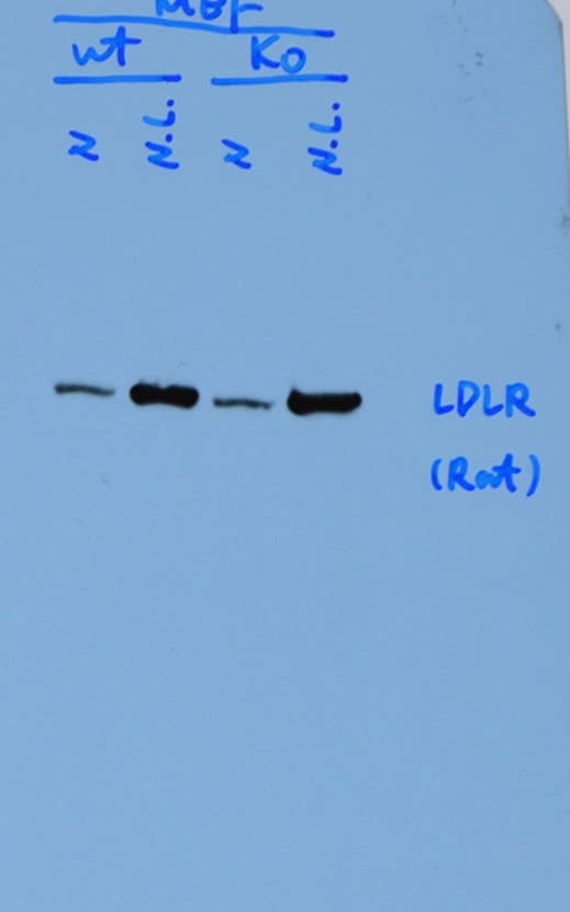 Mouse LDLR Antibody AF2255
