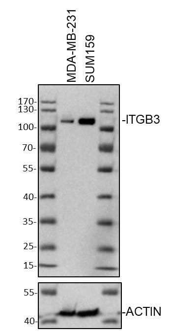 Human Integrin  beta 3/CD61 Antibody AF2266