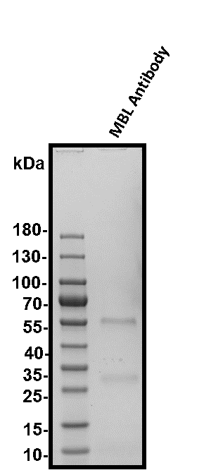Human MBL Antibody AF2307