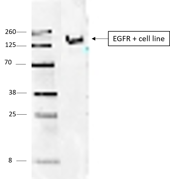 Human EGFR Antibody AF231