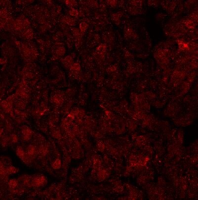 Mouse TSG‑6 Antibody AF2326