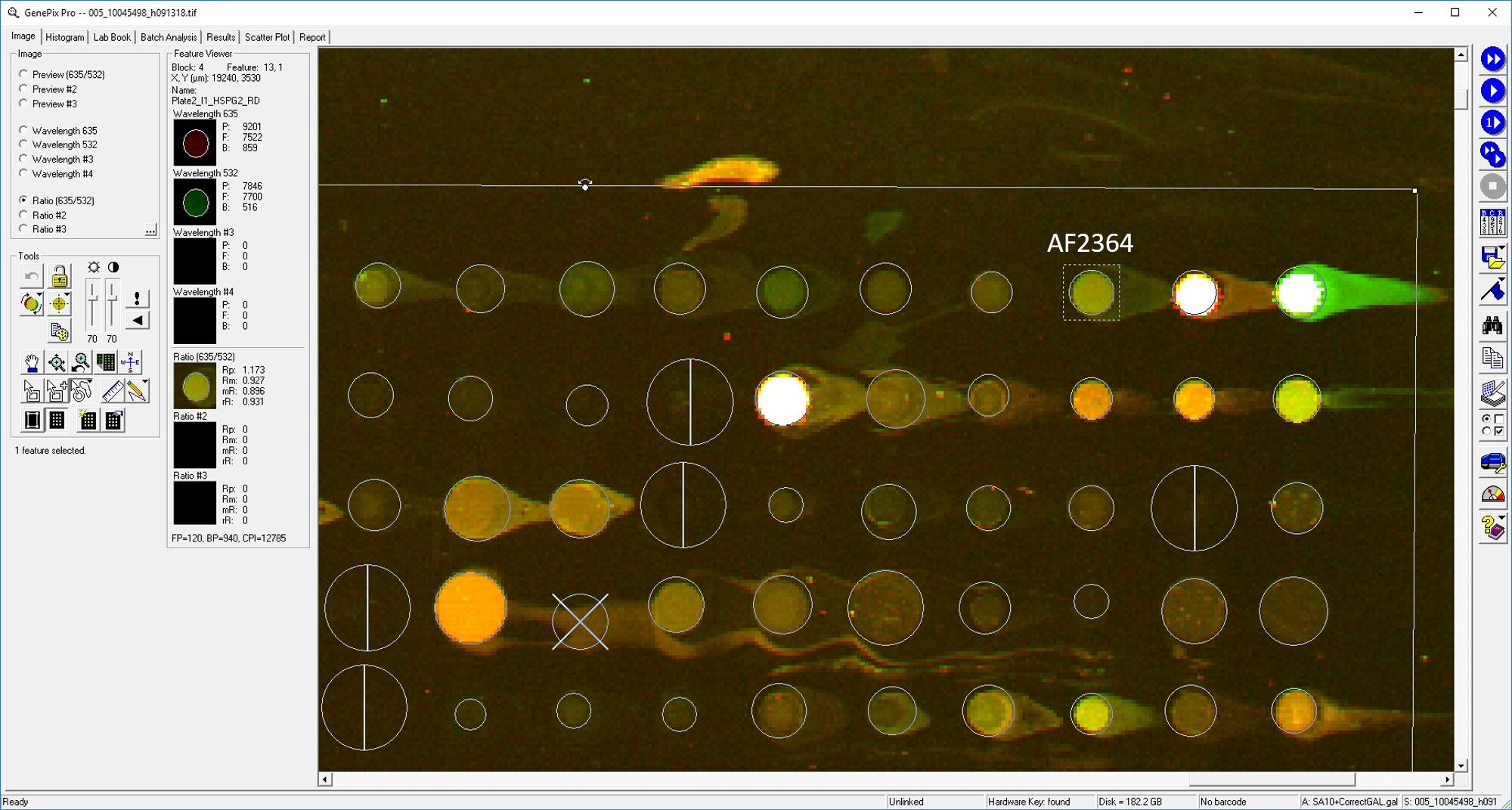 Human Endorepellin/Perlecan Antibody AF2364