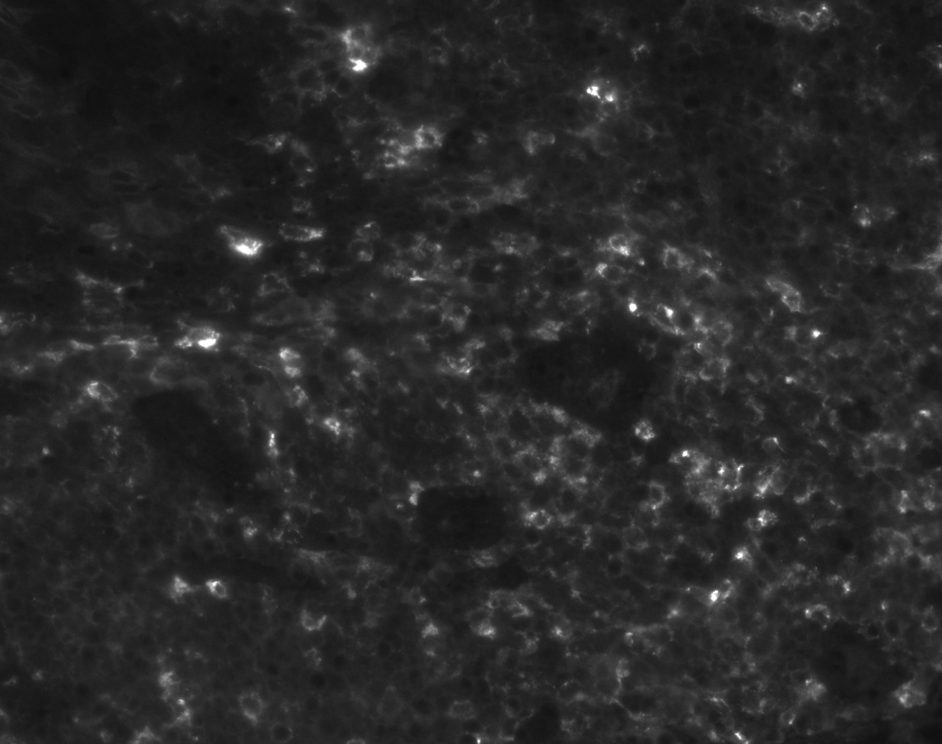 Human TIM‑3 Antibody AF2365